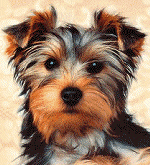 talking-dog